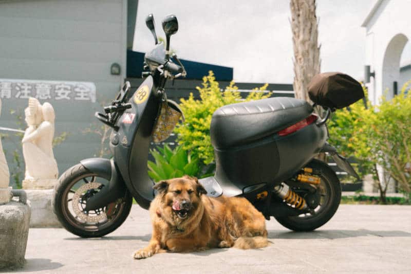 dog with moped for sale